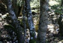 Εντοπίστηκε εκρηκτικός μηχανισμός στην Πάρνηθα – Προσήχθη ύποπτος