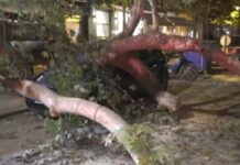 Θεσσαλονίκη: Δέντρο έπεσε και καταπλάκωσε αυτοκίνητο στην Τούμπα